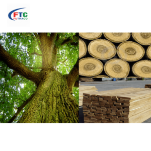 Gỗ Sồi Là Gì? Ưu Điểm Và Ứng Dụng Nội Thất Gỗ Sồi Tại Miền Tây